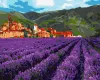 Painting by numbers - Mountain lavender 