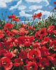 Malen nach Zahlen - Erstaunliche Mohnblumen