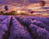 Malen nach Zahlen - Blühender Lavendel