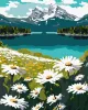 Malen nach Zahlen - Blühende Gänseblümchen ©art_selena_ua