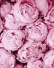 Malen nach Zahlen - Rosa Zärtlichkeit
