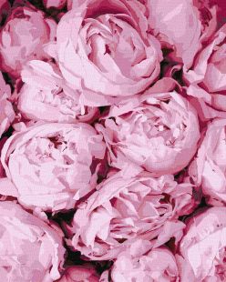 Malen nach Zahlen - Rosa Zärtlichkeit