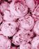 Painting by numbers - Pink tenderness