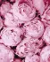 Malen nach Zahlen - Rosa Zärtlichkeit