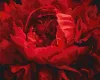 Painting by numbers - An exquisite flower