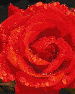 Malen nach Zahlen - Rose in Diamanten