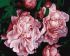 Painting by numbers - Lush flowering ©Popova Josephine