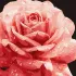 Painting by numbers - Perfect rose ©art_selena_ua