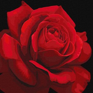 Malen nach Zahlen - Roter Rose ©annasteshka