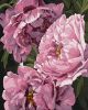 Painting by numbers - Flower magic ©ArtAlekhina