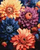 Malen nach Zahlen - Bunte Dahlien ©art_selena_ua