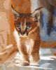 Painting by numbers - Little caracal ©Photo: Sergey Polyushko
