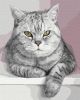 Painting by numbers - My furry friend 
