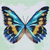 Malen nach Zahlen - Blauer Schmetterling