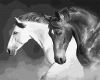 Painting by numbers - Black and white power
