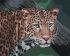 Painting by numbers - Wild look
