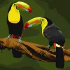 Painting by numbers - Exotic birds