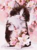 Painting by numbers - Fluffy kitten