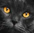 Painting by numbers - Amber eyes