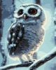 Painting by numbers - Wonder owl ©Neag Mircea Marius