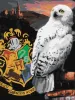 Malen nach Zahlen - Harry Potter: Hedwig und Hogwarts ©Warner Bros.