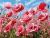 Painting by numbers - Pink poppies ©art_selena_ua