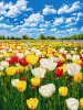 Painting by numbers - Colorful bloom ©art_selena_ua