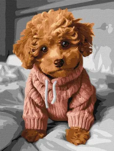 Malen nach Zahlen - Ein entzückender Maltipoo ©art_selena_ua