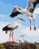 Malen nach Zahlen - Eine Familie von Störchen ©art_selena_ua