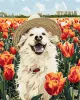 Malen nach Zahlen - Ein glücklicher Labrador ©art_selena_ua