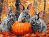 Painting by numbers - Rabbit adventures ©art_selena_ua
