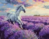 Malen nach Zahlen - In den Lavendelfeldern ©art.solomiia