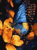 Painting by numbers - Flickering wings ©art_selena_ua