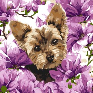 Malen nach Zahlen - York in Magnolie ©art_selena_ua