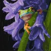 Malen nach Zahlen - Frosch im Regen ©art_selena_ua