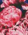 Diamond Painting - Samtige Pfingstrosen