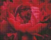 Diamond Painting - Exquisite Blume