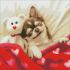 Diamond mosaic - Sleeping beauty