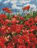 Diamond Mosaic - Divine poppies 